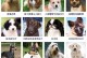 宠物狗图片品种-宠物狗图片品种及价格