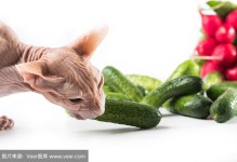 猫可以吃黄瓜吗-猫咪可以吃黄瓜吗?