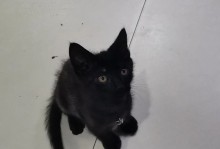 黑猫的品种-黑猫的品种介绍及图片