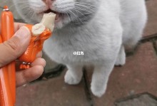 猫能不能吃火腿肠-小猫可以吃什么人类食物