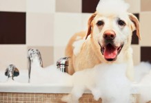 宠物店给狗洗澡多钱-一般宠物店给狗狗洗澡多少钱一次