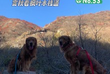 北京带宠物旅游-北京让带宠物的景区