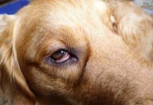 宠物结膜炎-宠物结膜炎治疗费用