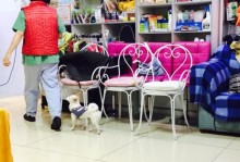 北京哪有宠物店宠物市场-北京哪有宠物店宠物市场啊