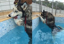 水里游的宠物-水中的宠物适合养的推荐
