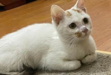 宁波宠物猫领养-宁波宠物猫领养中心