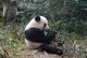 大熊猫什么科-大熊猫什么科动物吗