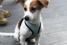 上海流浪宠物-上海流浪宠物救助中心电话24小时