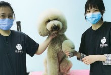 贵州宠物美容培训学校-贵州宠物美容培训学校有哪些