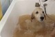 宠物店怎么给狗狗洗澡-宠物店怎么帮小狗变干净