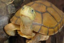关于乌龟的资料-关于乌龟的资料大全
