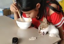 猫能吃面条吗-猫能吃面条吗蒸熟的