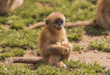 宠物金丝猴-宠物金丝猴图片