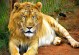 狮子的寿命-动物寿命100排名