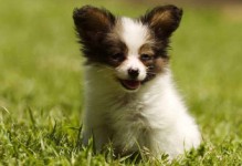 小型宠物犬的名称-小型宠物犬排名大全