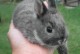 道奇兔子图片-道奇兔和侏儒兔区别