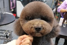 青岛宠物美容师-青岛宠物美容师培训学校排名