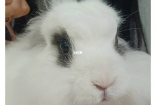 怎样给宠物兔美容-怎样给宠物兔美容视频