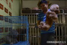 福州宠物店寄养-福州宠物店寄养宠物多少钱一天