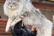 巨型宠物猫-巨型宠物猫咪