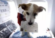 宠物能不能带上飞机-宠物可以带上飞机或者高铁吗