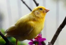 黄玉鸟的叫声-黄玉鸟的叫声有什么特点