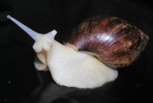 白玉蜗牛可以吃吗-白玉蜗牛可以干什么用