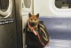 宠物放包里能上地铁吗-宠物放在宠物箱可以坐地铁么