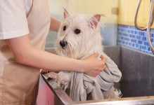 宠物店洗一次澡-去宠物店给狗洗澡要多少钱
