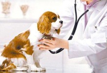 宠物疫苗怎么注射-宠物使用疫苗的途径