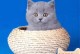 宠物猫蓝色-宠物猫蓝色眼睛图片