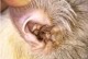 宠物耳螨怎么办-宠物耳螨怎么办才能根除