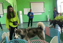 宠物训犬培训学校-宠物训犬培训学校排名
