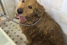 宠物放宠物店洗澡-宠物放宠物店洗澡违法吗