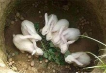 宠物兔繁殖-宠物兔繁殖后一般是多长时间生兔宝宝