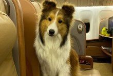 宠物狗怎么坐飞机-宠物狗怎么坐飞机不用托运