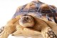 乌龟用英语怎么读-乌龟用英语怎么读语音