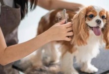 在美国当宠物美容师-当宠物美容师有前途吗