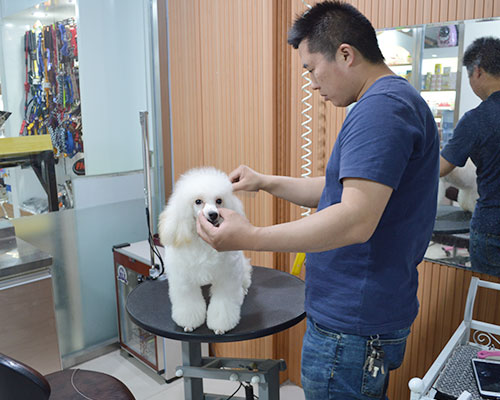 桂林宠物美容店-桂林宠物美容哪家最好
