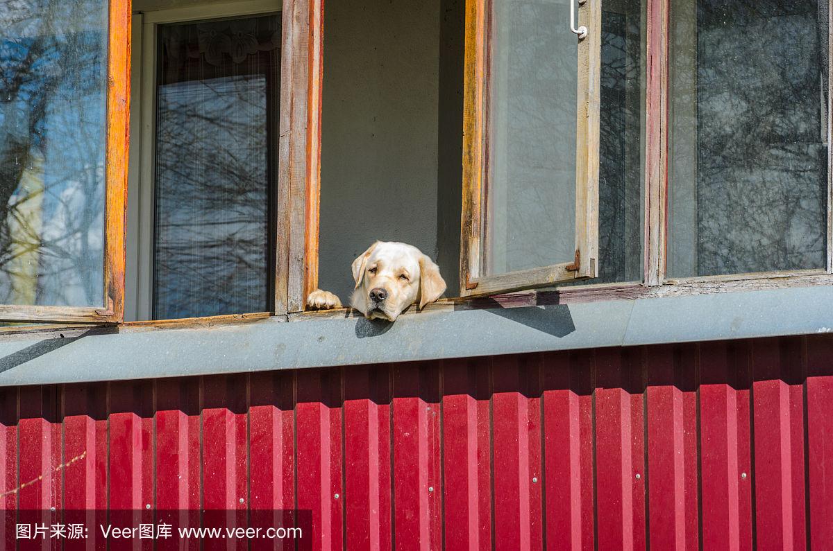 宠物狗看门-宠物狗看门正常吗