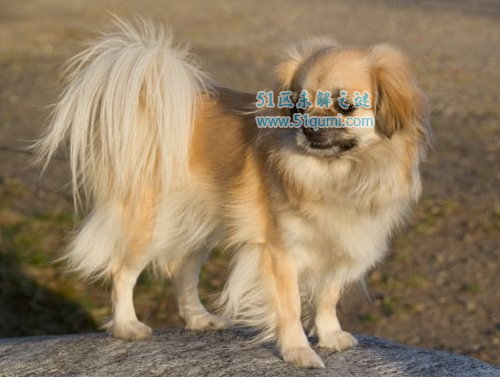 中国最常见的宠物狗-中国最常见的宠物狗排名