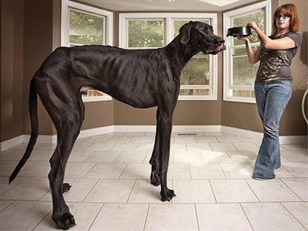 大型犬有哪些品种-黑色大型犬有哪些品种