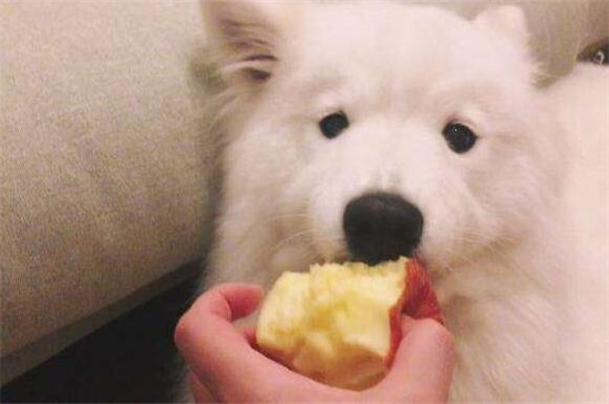 宠物狗吃苹果-小狗可以吃苹果吗?