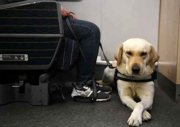 坐高铁有宠物怎么办-坐高铁宠物怎么带回家