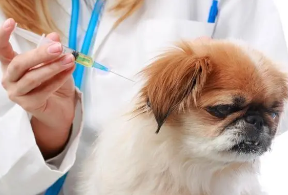 宠物狗在哪里打疫苗-宠物狗狗在哪里打疫苗