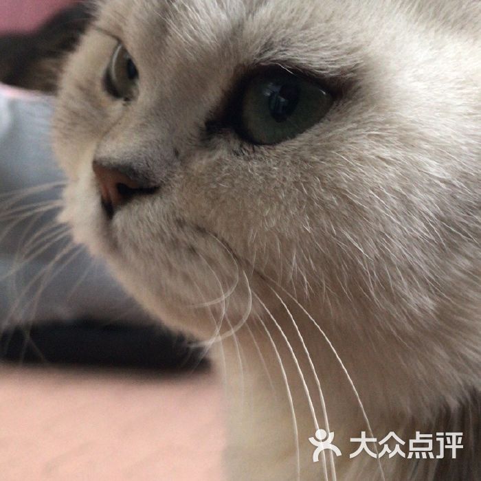 北京宠物店猫-北京宠物猫市场在哪