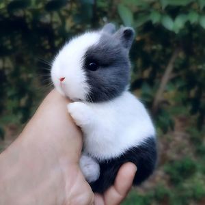 信阳宠物店兔子价格-宠物店兔子多少钱一只