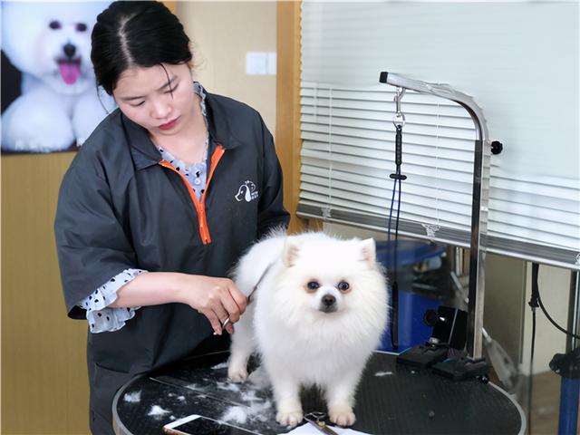 宠物美容师培训深圳-深圳市宠物美容培训中心