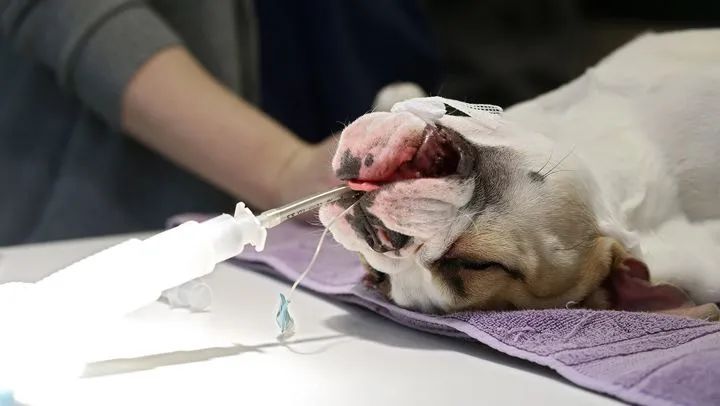 宠物呼吸麻醉费用-宠物呼吸麻醉和注射麻醉价格