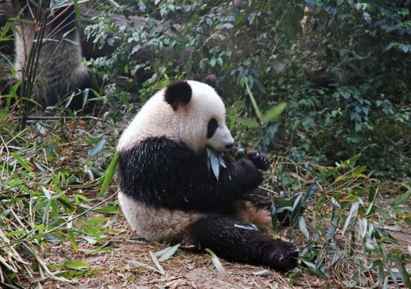 大熊猫什么科-大熊猫什么科动物吗